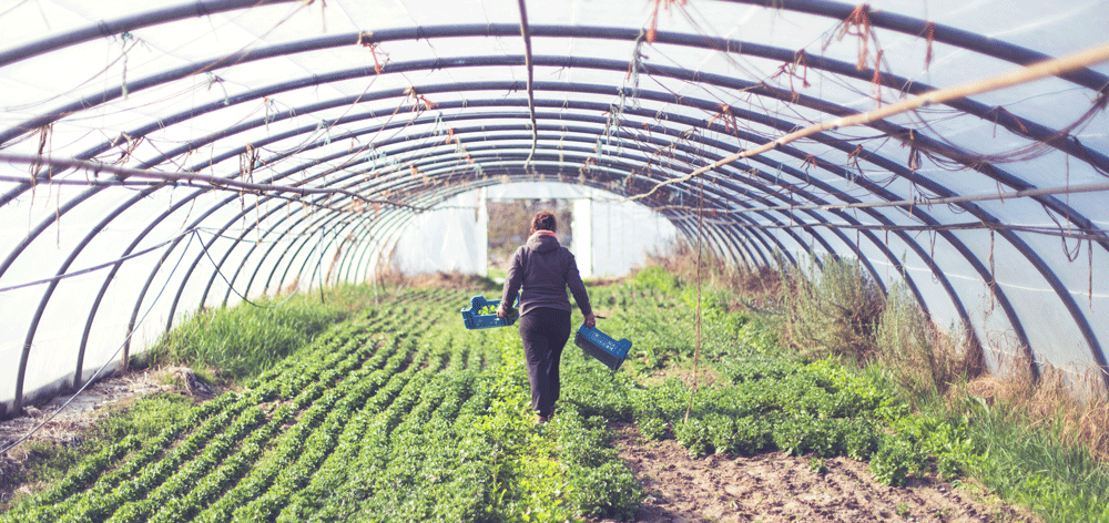 Trouver un producteur dans la région