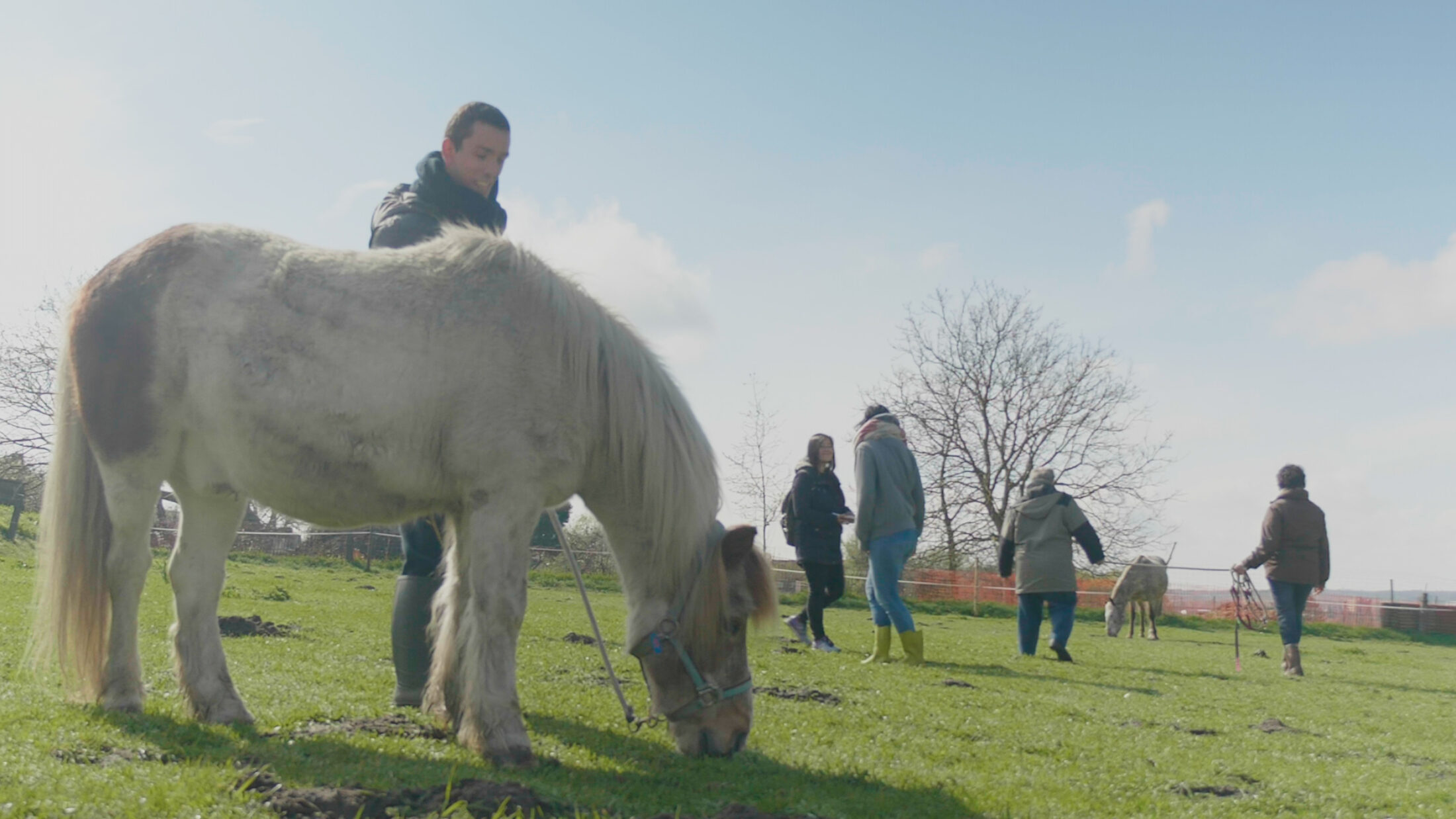 De heilzame kracht van paarden