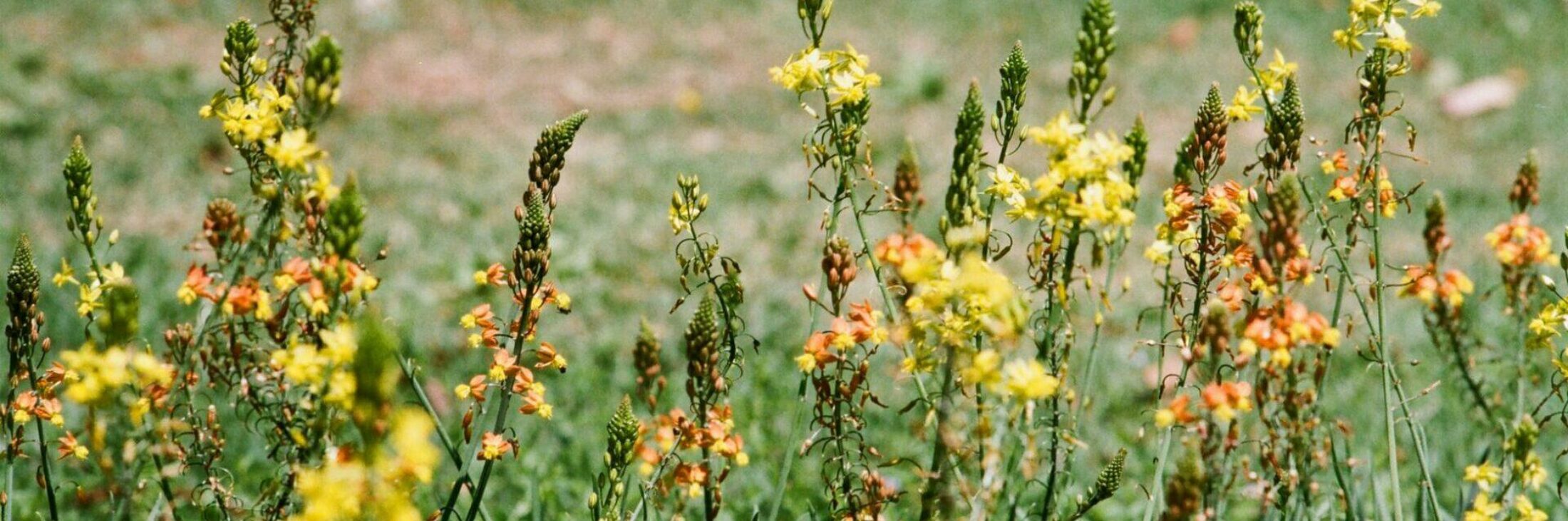 Où trouver du savon local (et faire un geste pour la planète) ?