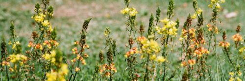 Où trouver du savon local (et faire un geste pour la planète) ?