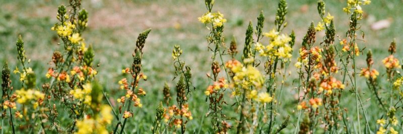 Où trouver du savon local (et faire un geste pour la planète) ?