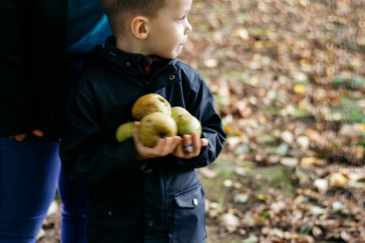 Enfant en train de cueillir des pommes