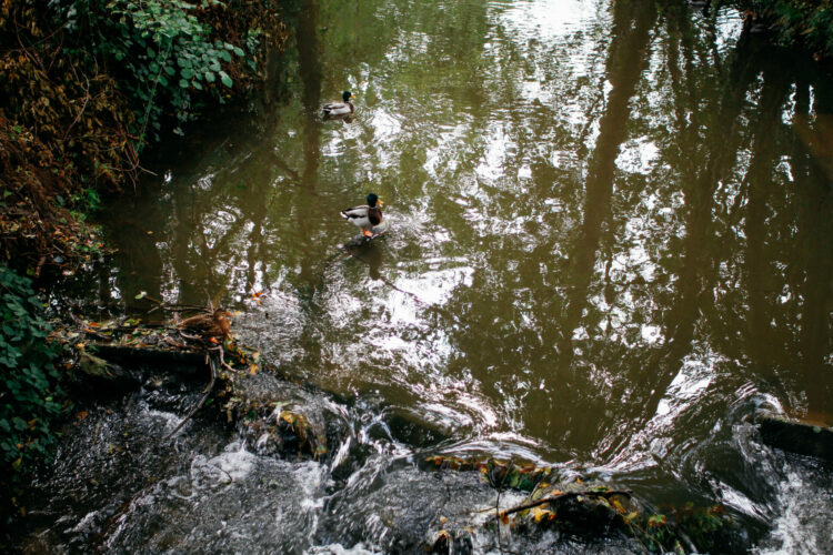 Rivière le long de la ferme