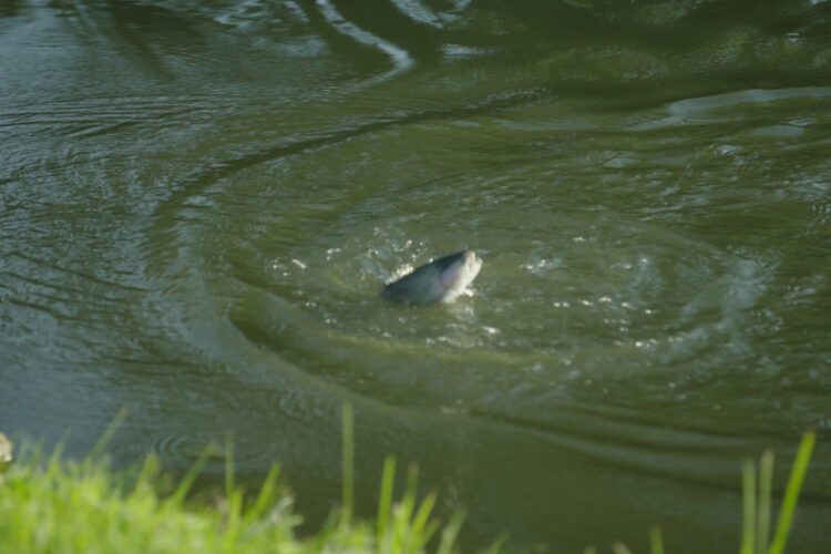 Poissons qui mangent