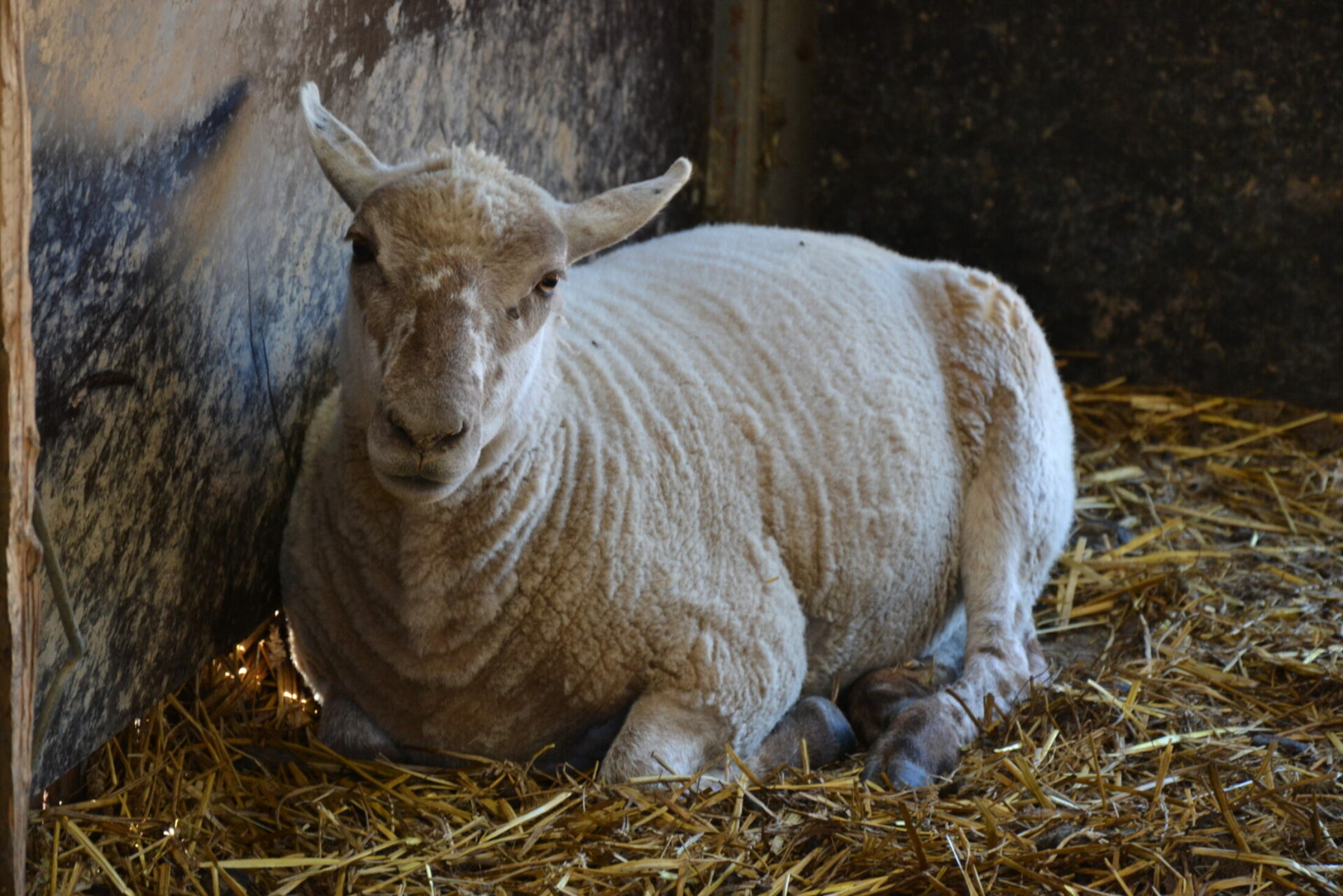Ervaar het echte boerenleven in La Ferme du Champ du Loup