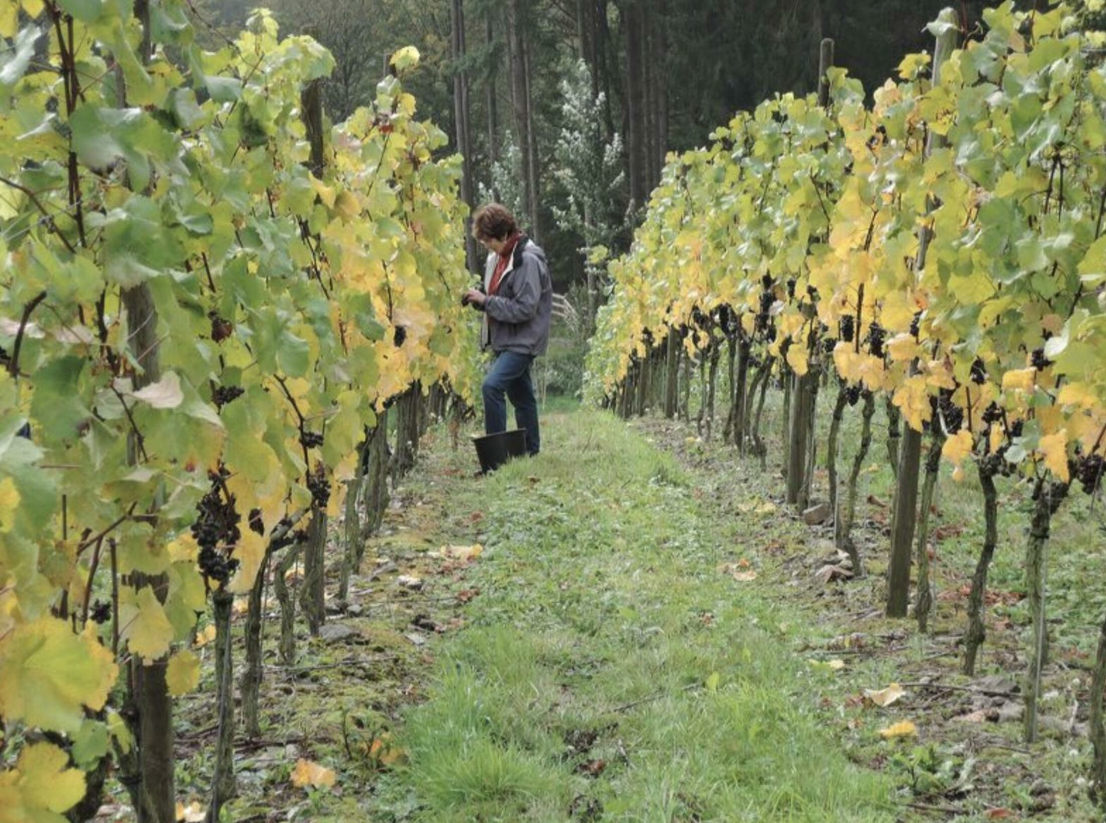 À la rencontre de ces vignerons locaux