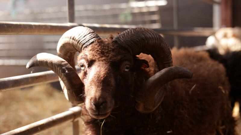 The shelter rescuing animals from suffering