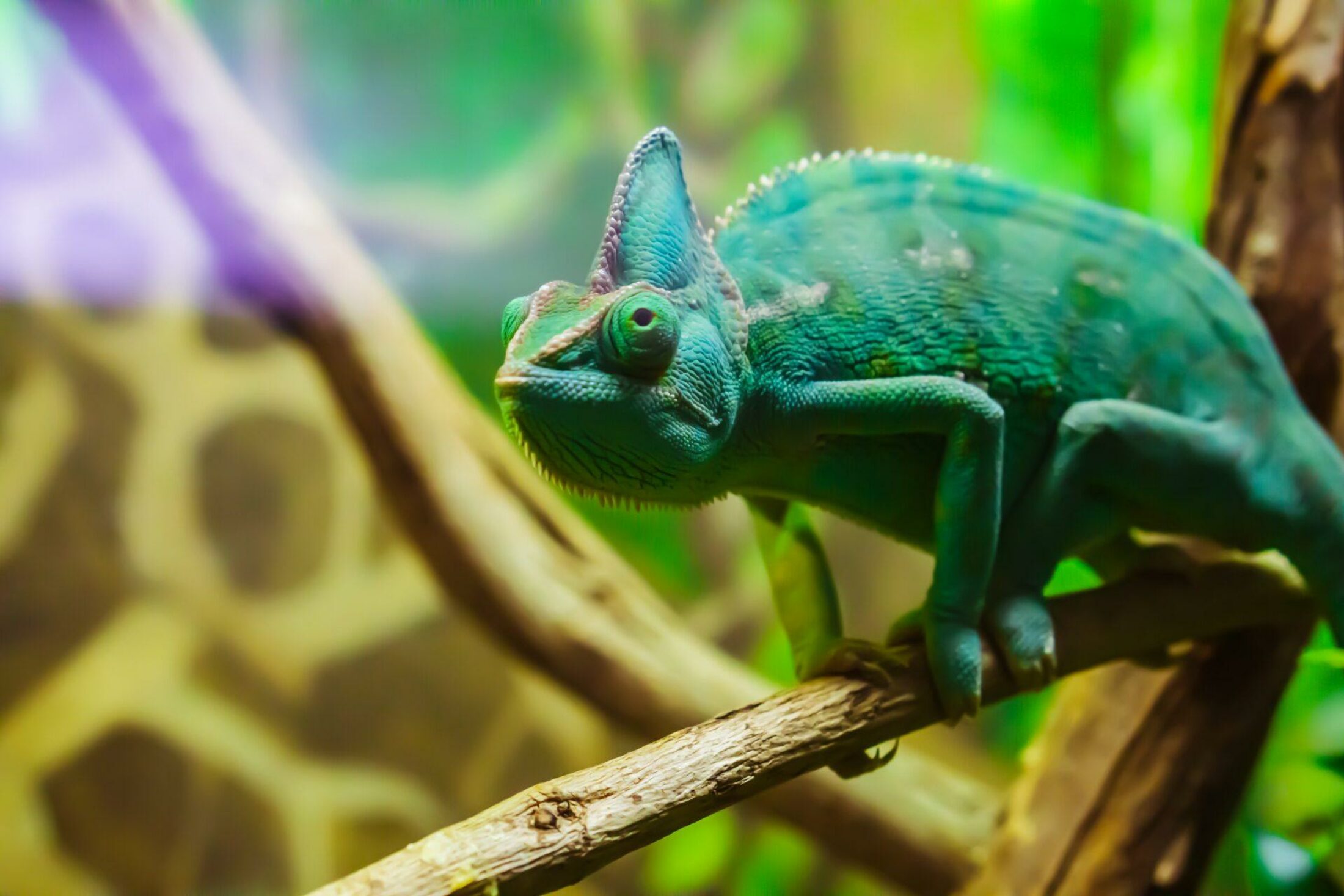 Plekken waar je op een originele manier met dieren in contact komt