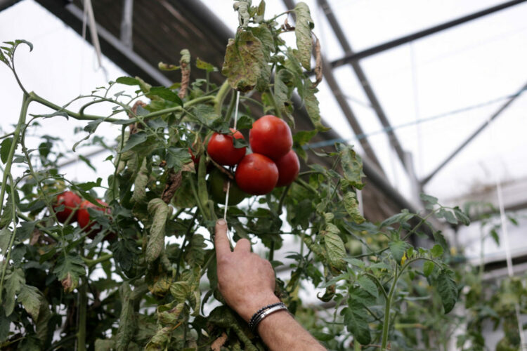 tomates-dans-la-serre
